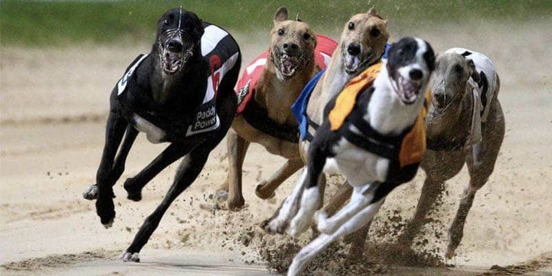 CoralTVTrophy Greyhounds