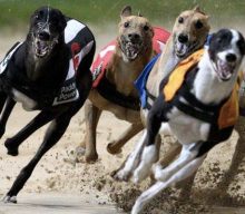 Greyhound tips – 17th October 2024: A trio of bets for the evening card at Newcastle