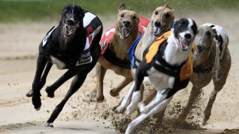 Greyhound tips – 17th October 2024: A trio of bets for the evening card at Newcastle