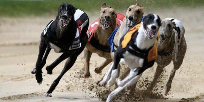 Greyhound Tips: Romford Friday Night Race-by-Race Preview